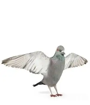 鸽子3D模型 Dove - C4D之家 - 20121206091157505.jpg