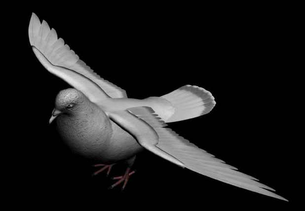 白鸽3D模型（精模，带贴图） Pigeons 3D models