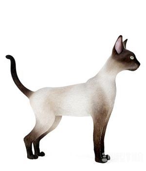 站立的东奇尼猫3D模型 Cats 3D models