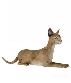 大黄猫3D模型：Cats 3D models