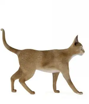 黄猫3D模型 Cats 3D models