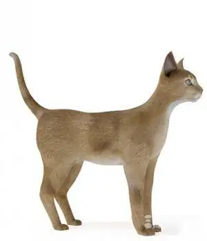 暹罗猫3d模型，猫三维模型 Cats 3D models