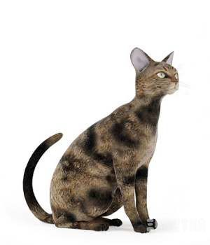 黑花猫咪3D模型 Cats 3D models - C4D之家 - 20121220094518457.jpg
