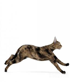 奔跑的猫3D模型 Cats 3D models - C4D之家 - 20121220094203708.jpg