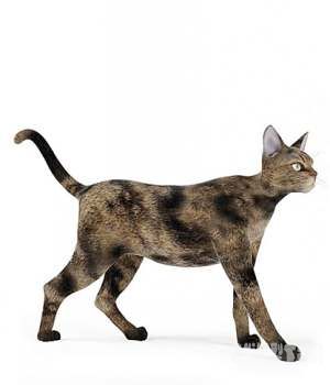 3D黑花猫模型 Cats 3D models