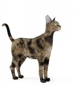 猫3D模型 Cats 3D models