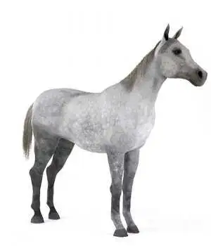 3D白马模型 Masan Wei model