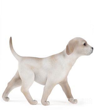 小狗宠物3D模型 Dogs 3D models