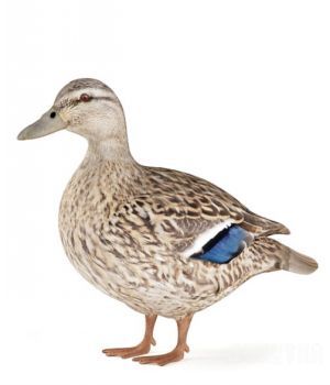 母鸭子三维模型：Mother Duck 3D models