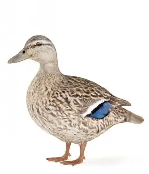 母鸭子三维模型：Mother Duck 3D models