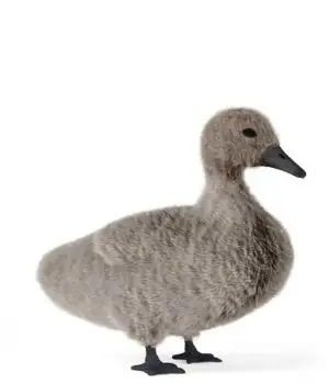 灰天鹅3D模型：Gray Swan 3D models - C4D之家 - 20121207094434341.jpg