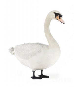 白天鹅3D模型 Swan 3D models