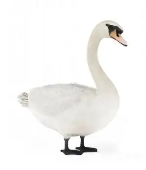 白天鹅3D模型 Swan 3D models