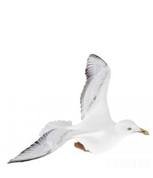 飞翔的海鸥三维模型 Seagull 3D models