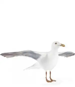 海鸥3D模型 Seagull 3D models