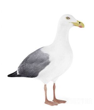 海鸥3D模型 Seagull 3D models