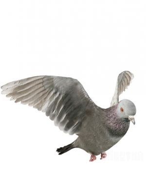 信鸽3D模型 灰鸽子三维模型 Pigeons 3D models
