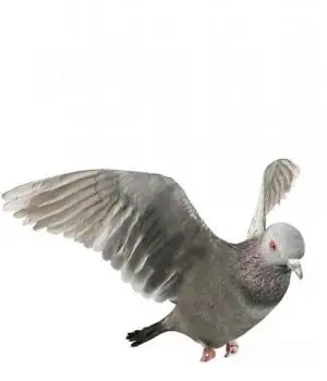 信鸽3D模型 灰鸽子三维模型 Pigeons 3D models