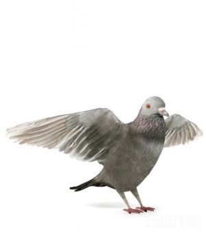 鸽子模型 Pigeons 3D models - C4D之家 - 20121207093026956.jpg
