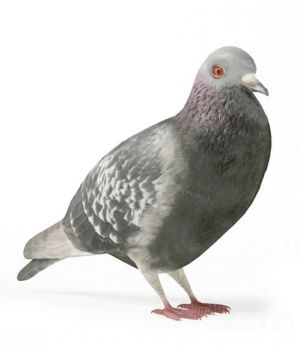 鸽子3D模型 Pigeons 3D models