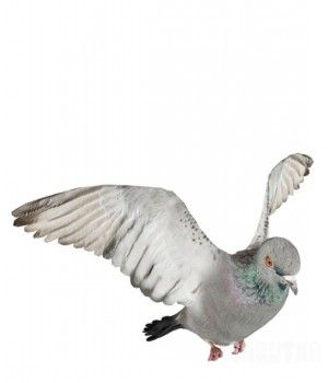 鸽子3D模型 Pigeons 3D models