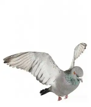鸽子3D模型 Pigeons 3D models - C4D之家 - 20121206091656849.jpg