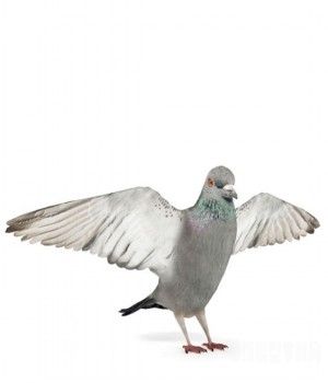 鸽子3D模型 Pigeons 3D models
