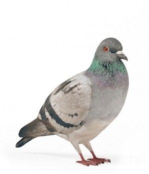 鸽子3D模型 Pigeons 3D models