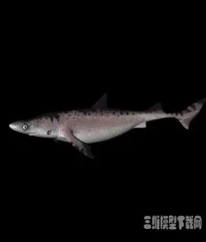 远古鲨鱼三维模型 Shark 3d models - C4D之家 - 20121010064733305.jpg