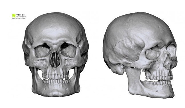 c4d骷髅头 Detailed Skull - C4D之家 - free-male-skull-3d-scan.jpeg