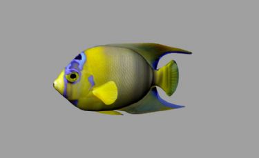 热带鱼3D模型 Poisson-Ange-Royal - Fish-angel-royal - C4D之家 - big_imgPoisson-Ange-Royal.jpg