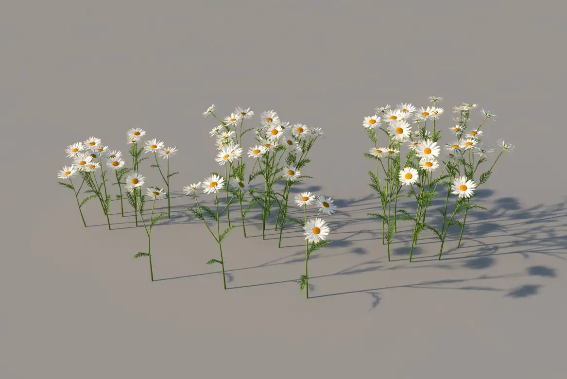 白菊花、甘菊C4D模型 Camomile - C4D之家 - camomile.jpg