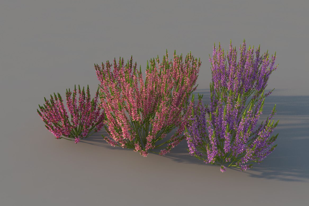 紫红色花卉植物:石南属植物、石南花C4D模型 Heather - C4D之家 - heather.jpg