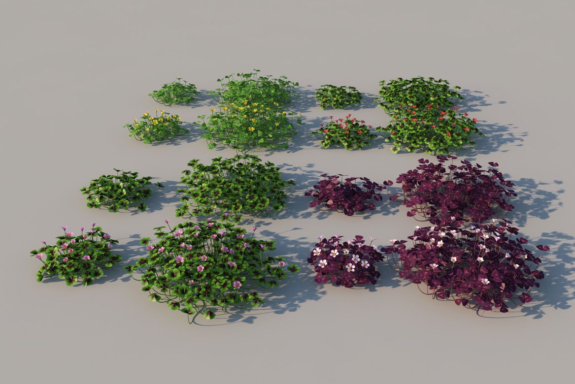 草花植物：酢浆草C4D模型 oxalis 3d model