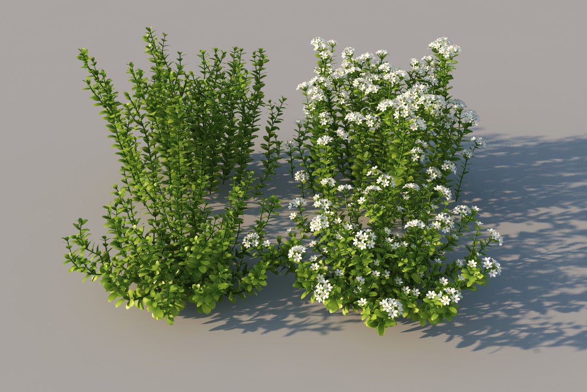 草花植物：百里香草C4D模型 thyme - C4D之家 - thyme.jpg
