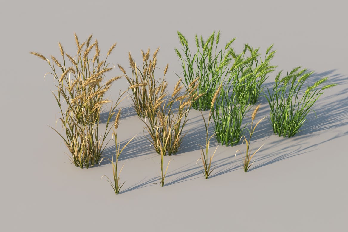 庄稼/农作物模型：小麦C4D模型 wheat 3d model