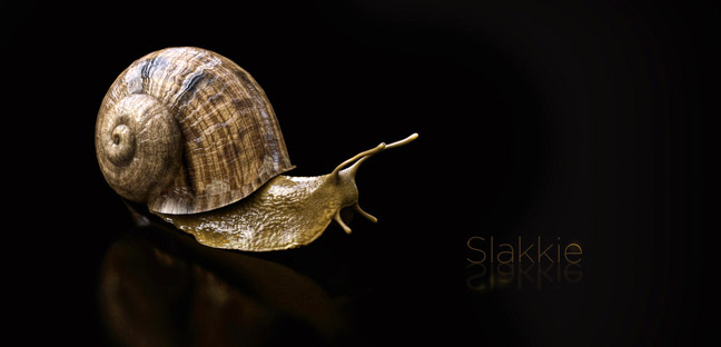 动物模型：蜗牛3D模型 Snail Model（C4D格式带贴图） - C4D之家 - Free-C4D-Model-Snail-Sculpt.jpg