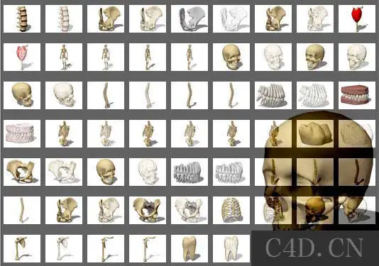 医学3D解剖骨架模型：人体骨骼 人类骨架 3D Models 3Ds Medical Skeletal-Anatomy