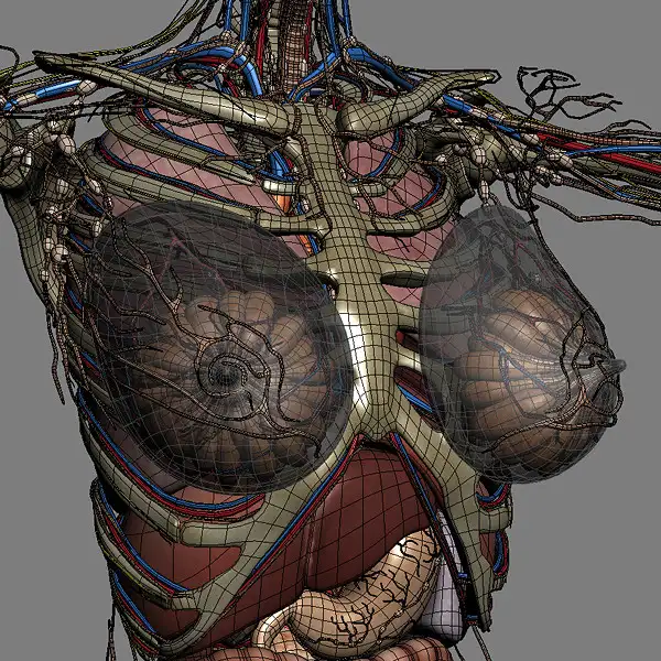 男性和女性人体解剖3D模型 Turbosquid 3D Human Male and Female Complete Anatomy - C4D之家 - 082_wire.jpg