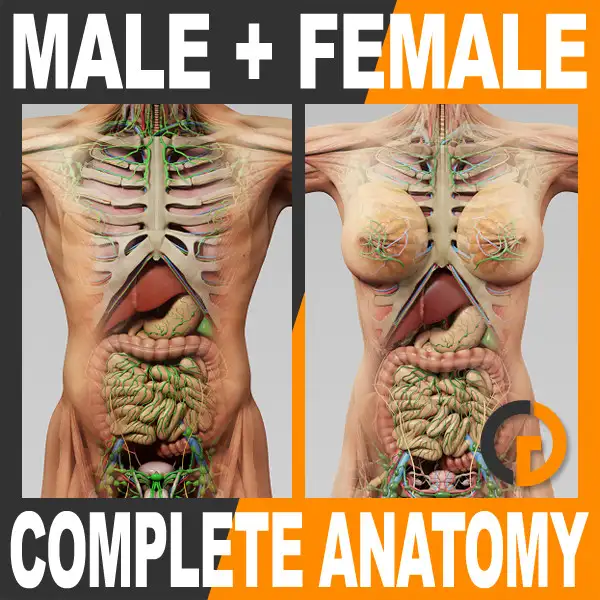男性和女性人体解剖3D模型 Turbosquid 3D Human Male and Female Complete Anatomy