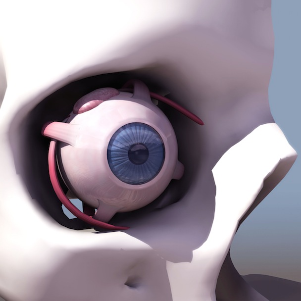 人体器官模型：眼珠、眼球3D模型 - C4D之家 - cinema4d_ 2013-12-26 下午10.50.46.jpg