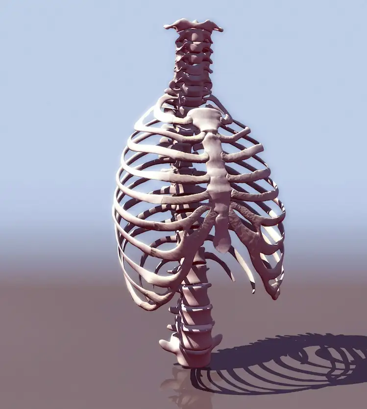 胸部骨骼3D模型 thorax