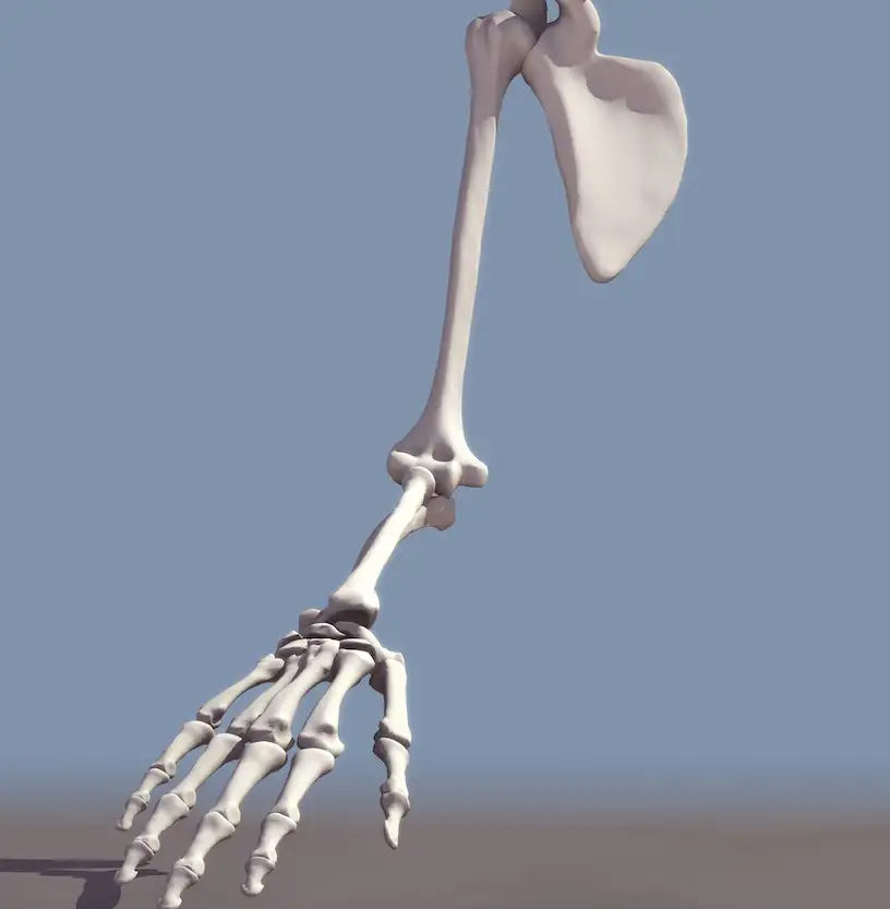 人体骨骼模型：手、胳膊骨骼3D模型