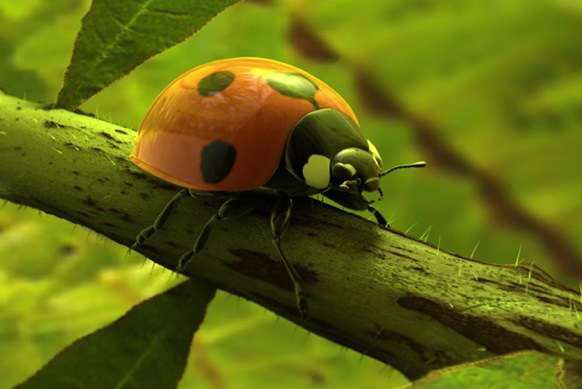昆虫模型：七星瓢虫C4D模型 Coccinella septempunctata - C4D之家 - cinema4d_ 2013-12-29 下午1.24.31.jpg