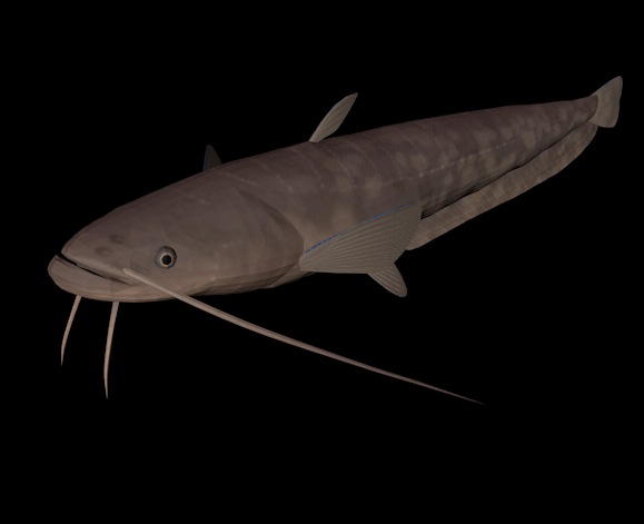 海洋动物模型：鱼3D模型 Amur Catfish - C4D之家 - cinema4d_ 2013-12-31 下午8.33.22.jpg