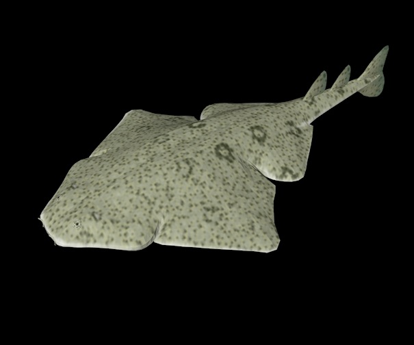 海洋动物模型：鱼3D模型 Angel Shark - C4D之家 - cinema4d_ 2013-12-31 下午8.35.12.jpg
