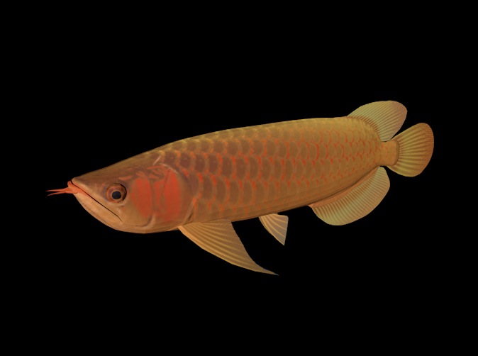 海洋动物模型：金龙鱼3D模型 AsianArowana