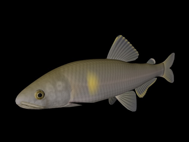 海洋动物模型：鱼3D模型 Ayu - C4D之家 - cinema4d_ 2013-12-31 下午8.41.09.jpg