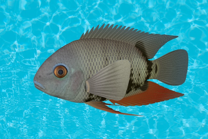 海洋动物模型：鱼3D模型 Banded Cichlid - C4D之家 - cinema4d_ 2013-12-31 下午11.36.07.jpg