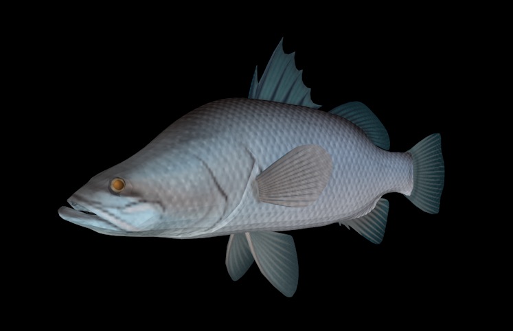 海洋动物模型：鱼3D模型 Barramundi - C4D之家 - cinema4d_ 2013-12-31 下午11.38.42.jpg